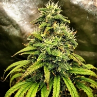 Monolith Mass Feminised Cannabis Seeds | Critical Mass Collective
