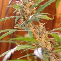 Afghan Haze Regular Cannabis Seeds | Mr Nice Seeds