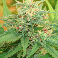 Narcotic Kush Auto Feminised Cannabis Seeds | Cream Of The Crop