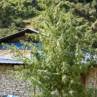 Nepal Annapurna Regular Cannabis Seeds | Ace Seeds