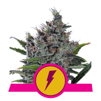 North Thunderfuck Feminised Cannabis Seeds | Royal Queen Seeds