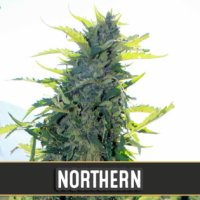 Northern Automatic Feminised Cannabis Seeds | Blim Burn Seeds