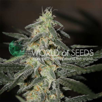 Northern Light x Big Bud Early Version Feminised Cannabis Seeds | World of Seeds
