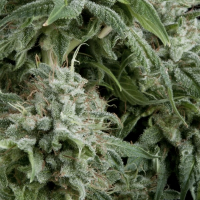 Northern Lights CBD Auto Feminised Cannabis Seeds | Pyramid Seeds