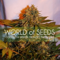 Northern Light x Big Bud Auto Feminised Cannabis Seeds | World of Seeds