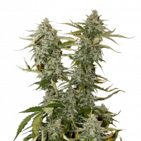 Candy Dawg Auto Feminised Cannabis Seeds | Seed Stockers