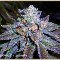 Gage Green OB Ripper Cannabis Seeds