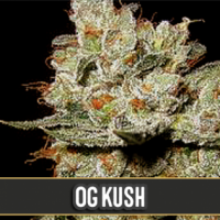 OG's Kush Feminsed Cannabis Seeds | Blim Burn Seeds