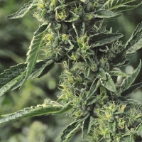 OG Kush Feminised Cannabis Seeds | Humboldt Seeds Organisation