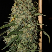 Easy Skunk (Formerly OG Cheese) Feminised Cannabis Seeds | GreenLabel Seeds