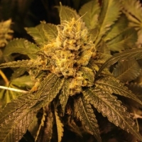 O.G. Kush Regular Cannabis Seeds | Grand Daddy Purp