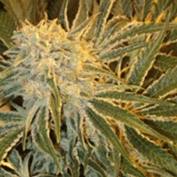 OGNL Feminised Cannabis Seeds | Sagarmartha Seeds
