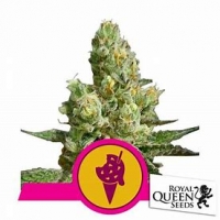 Sundae Driver Feminised Cannabis Seeds | Royal Queen Seeds.