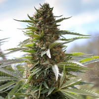 Over Dawg Feminised Cannabis Seeds | Medical Seeds
