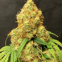 Orange Cookies Auto - Tastebudz - Discount Cannabis Seeds