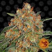Orange Sherbert Feminised Cannabis Seeds | Barney’s Farm