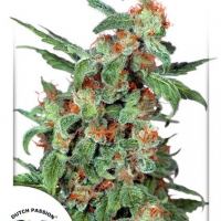Orange Bud Regular Cannabis Seeds | Dutch Passion 