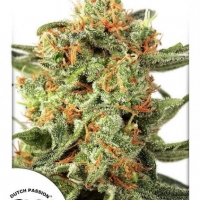Orange Hill Special Feminised Cannabis Seeds | Dutch Passion 
