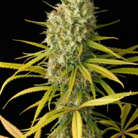 Original Amnesia Feminised Cannabis Seeds | Dinafem Seeds