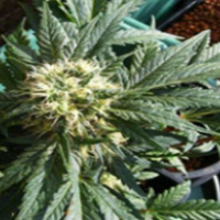 Ortega Cannabis Seeds | Mr Nice Seeds