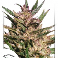 Passion #1 Feminised Cannabis Seeds | Dutch Passion 