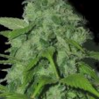 Seeds Peak 19 Regular Cannabis Seeds |  Sagarmartha Seeds