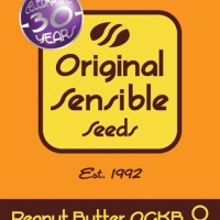 Peanut Butter OGKB Feminised Cannabis Seeds | Original Sensible Seeds