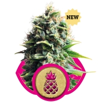 Pineapple Kush Feminised Cannabis Seeds | Royal Queen Seeds