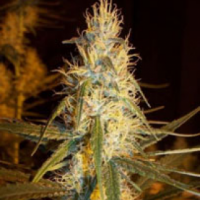 Pink Floyd (Critical Mass x Haze AC) Regular Cannabis Seeds | Mr Nice Seeds