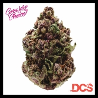 Pink Magic Fast Version Feminised Cannabis Seeds - Growers Choice