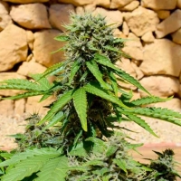 Pixie Punch Auto Feminised Cannabis Seeds
