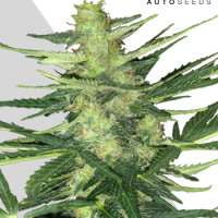 Polar Express Autoflowering Feminised Cannabis Seeds | Auto Seeds