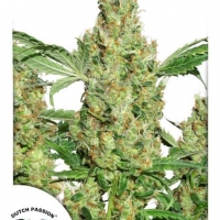 Power Plant Feminised Cannabis Seeds | Dutch Passion 