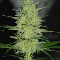 Pretty Lights Feminised Cannabis Seeds | Cream Of The Crop