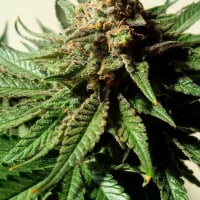 Psychotropic Mass Feminised Canabis Seeds | Critical Mass Collective Seeds