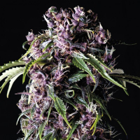 Purple Feminised Cannabis Seeds | Pyramid Seeds