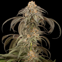 Purple Afghani Kush Feminised Cannabis Seeds - Dinafem Seeds