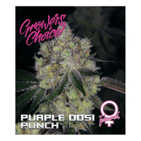 Purple Dosipunch Feminised Cannabis Seeds - Growers Choice