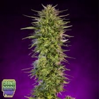 Purple Dreams Regular Cannabis Seeds | Grand Daddy Purp