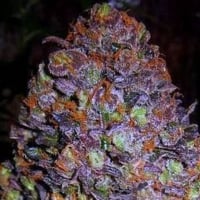 Purple Haze Auto Feminised Cannabis Seeds | Original Sensible Seeds