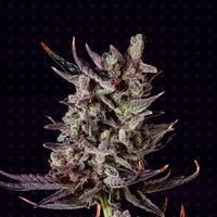 Purple Haze Auto Feminised Cannabis Seeds