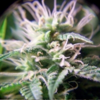 Purple Maroc Feminised Cannabis Seeds | Female Seeds 