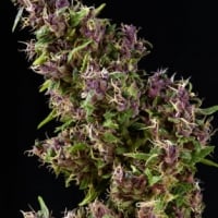 Purple Paro Valley Feminised Cannabis Seeds