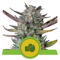 Purple Punch Auto Feminised Cannabis Seeds | Royal Queen Seeds