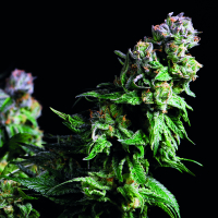 Purple Urkle Feminised Cannabis Seeds | Pyramid Seeds USA Range