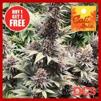 Purple Widow Feminised Cannabis Seeds - Discount Cannabis Seeds