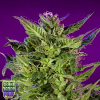 Purple Valley OG Regular Cannabis Seeds | Grand Daddy Purp