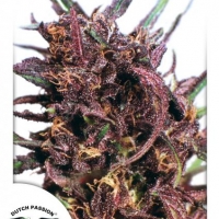 Purple #1 Feminised Cannabis Seeds | Dutch Passion 