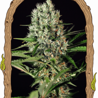 Quick Mass Feminised Cannabis Seeds | Exotic Seeds