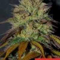 RS11 Feminised Cannabis Seeds | Cream Of The Crop